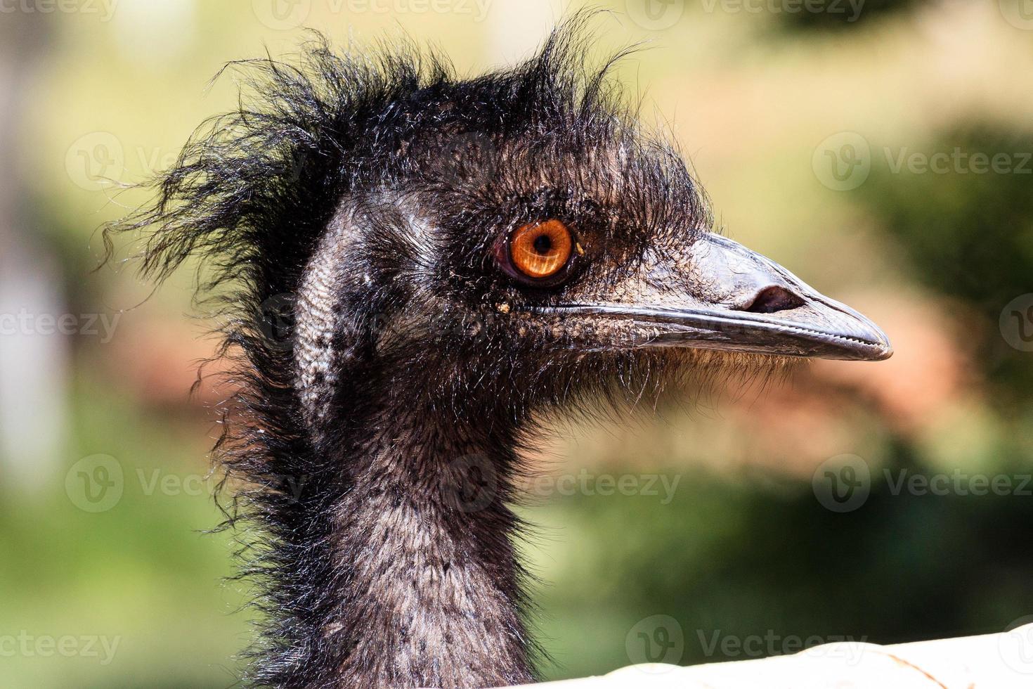 emoe dromaius novaehollandiae noordelijk gebied australië foto