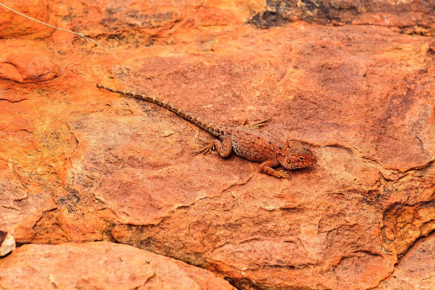 ctenophorus slateri hagedis noordelijk gebied australië foto