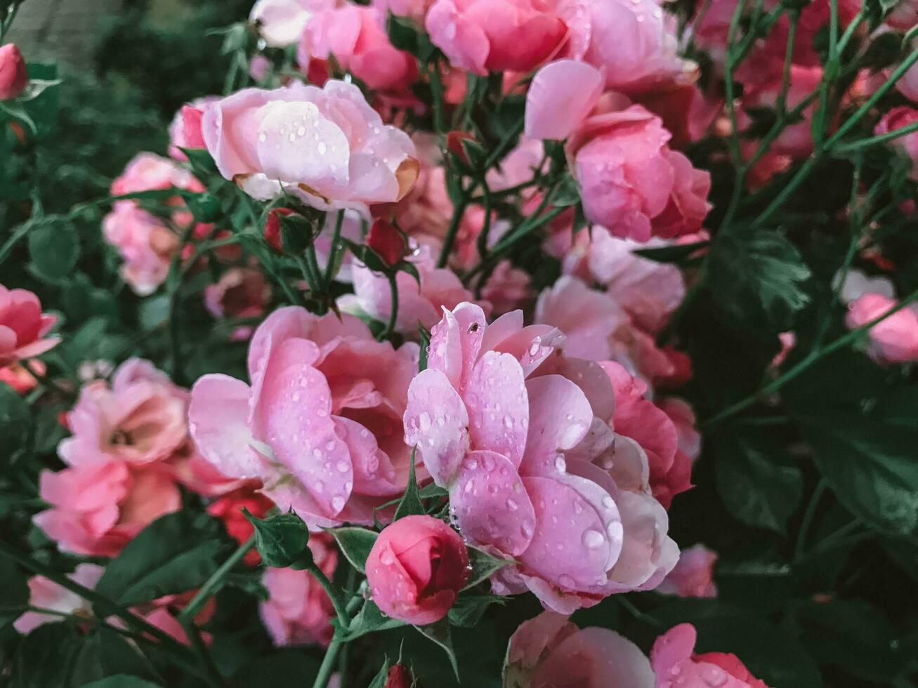 roze bloeiend rozen na regen. esthetisch tuin bloemen foto