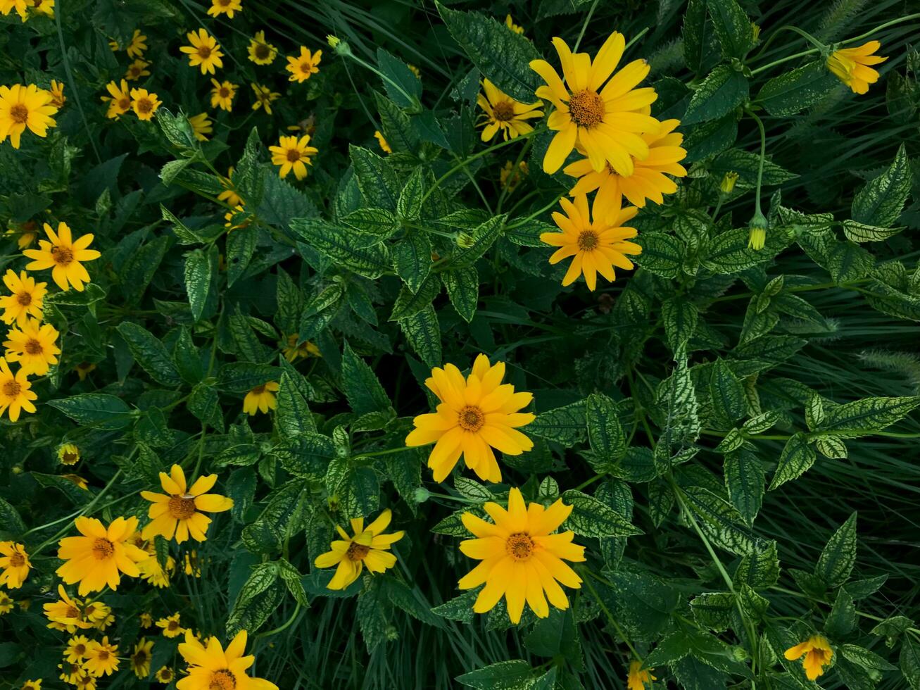 geel madeliefje bloemen. esthetisch tuin bloemen achtergrond foto