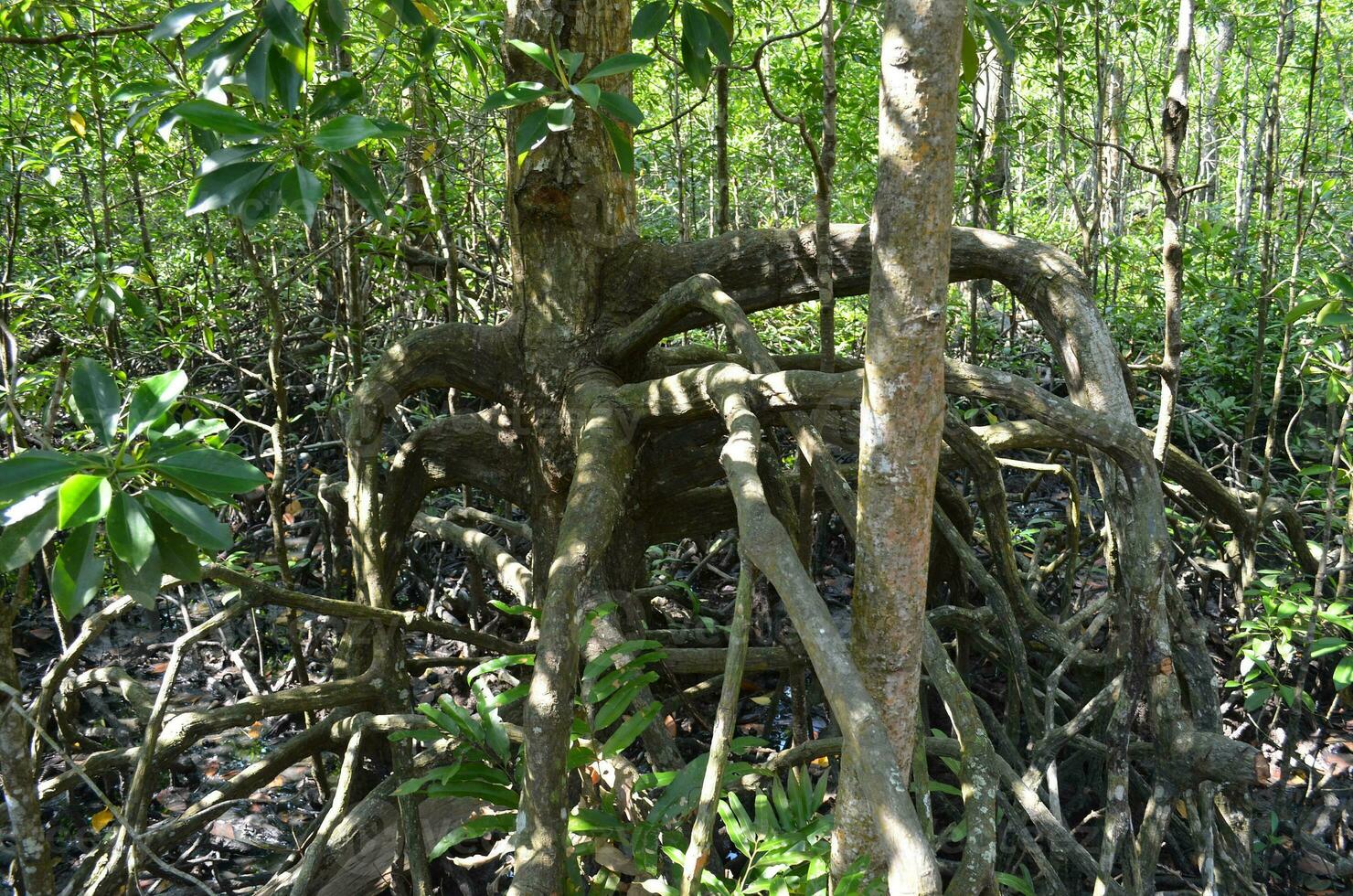 zuidoosten Aziatisch mangrove moeras bossen. tanjung piai Maleisië mangrove Woud park foto