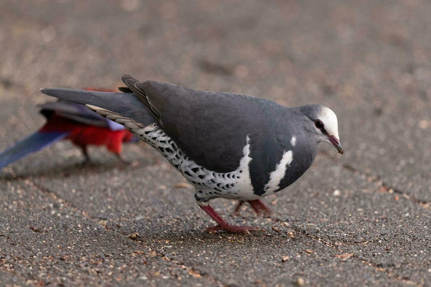 gewonnen duif in Australië foto