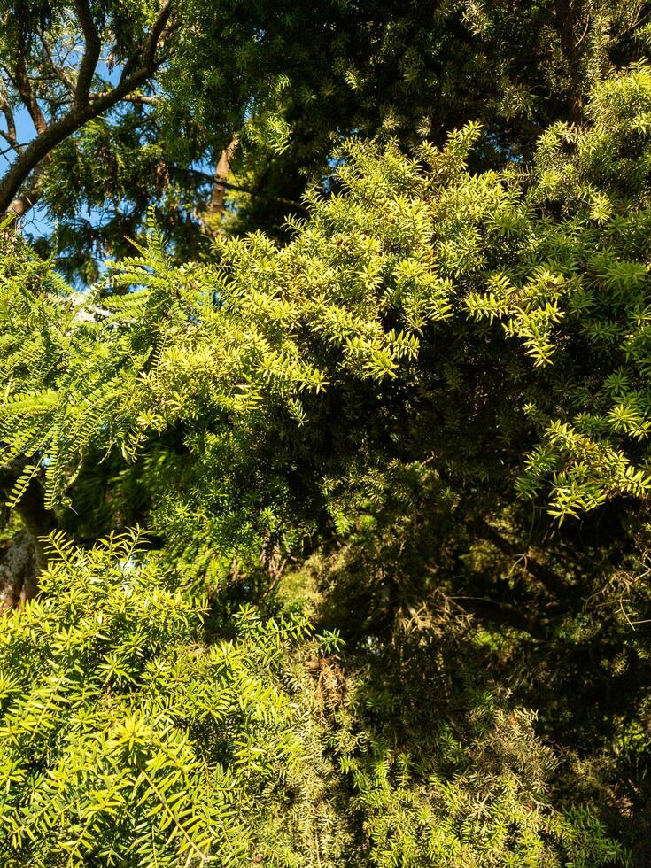 totara boom in nieuw Zeeland foto