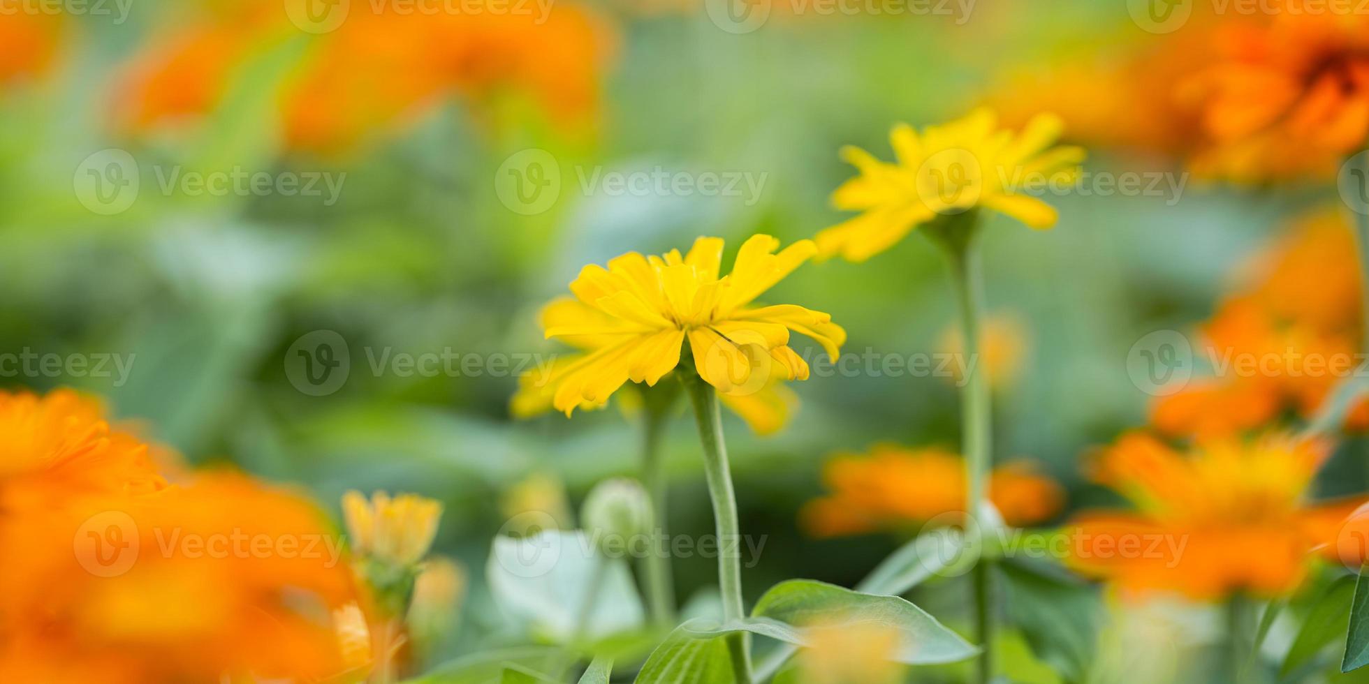 close-up van oranje bloem in de tuin foto