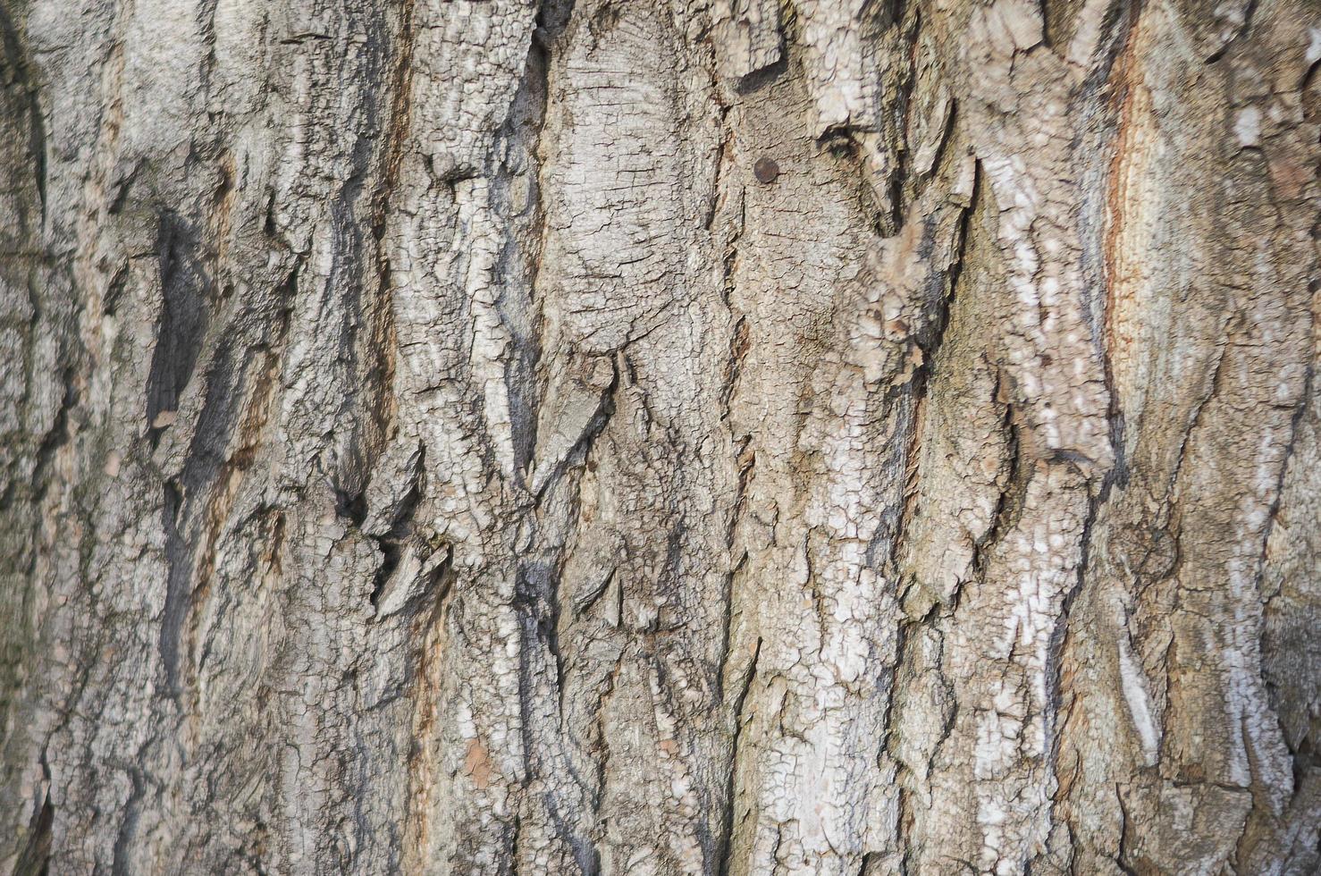 close-up van textuurachtergrond van een oude eikenboomschors foto