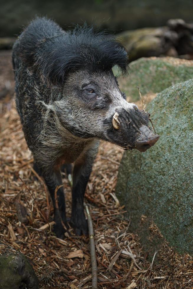 visayan wrattig varken foto