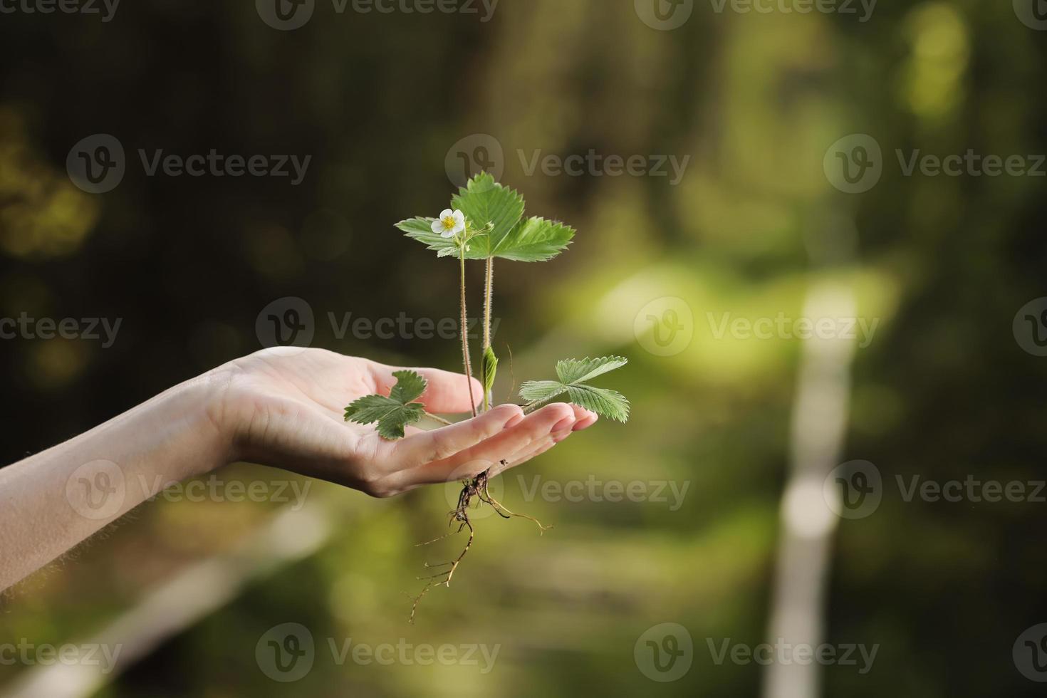 ecologie, bescherming van de natuurlijke omgeving, concept van de aardedag. groeiende plant in menselijke handen over groene achtergrond foto