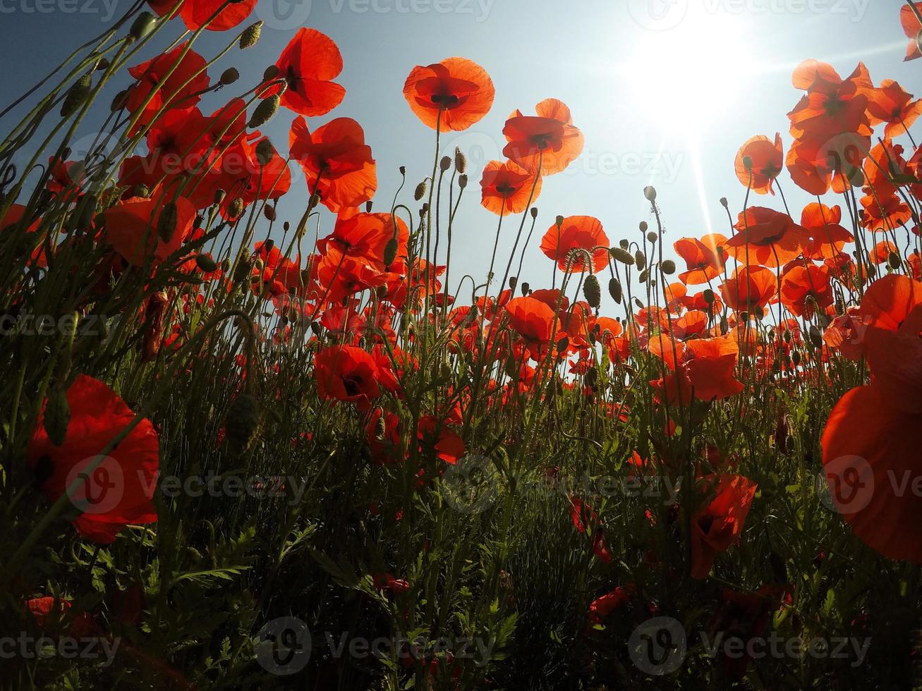 pittoresk tafereel. close-up verse, rode bloemen klaproos op het groene veld, in het zonlicht. majestueus landelijk landschap. foto