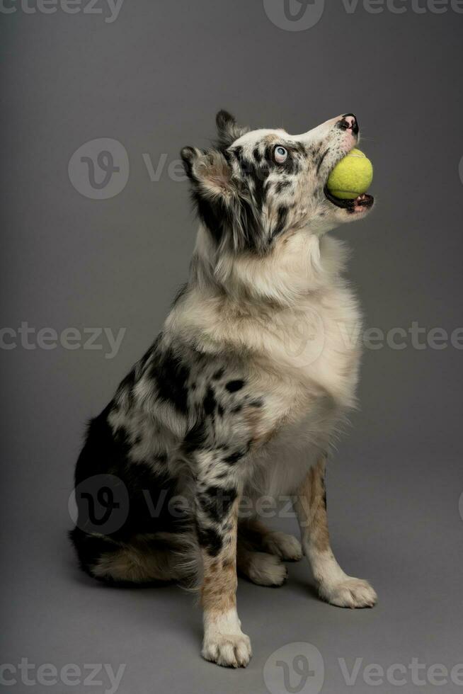 verticaal portret van een Australisch collie met een tennis bal geïsoleerd Aan een grijs achtergrond foto