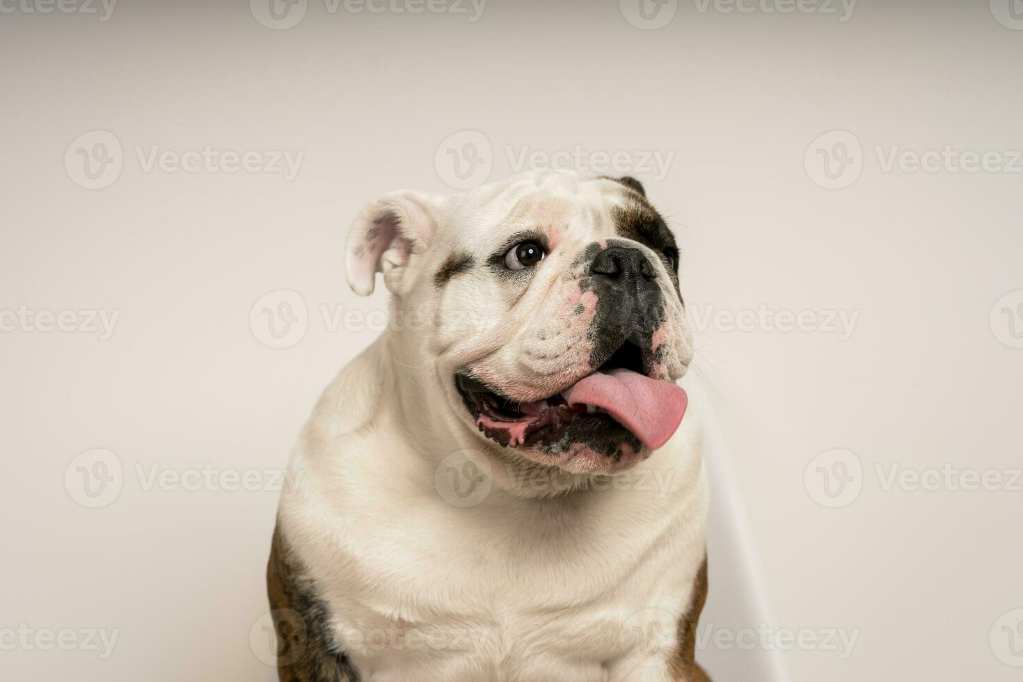 detailopname van een schattig bulldog Aan een wit achtergrond foto