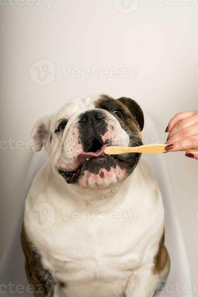 vrouw hand- schoonmaak de tanden van een schattig bulldog met een bamboe tandenborstel foto