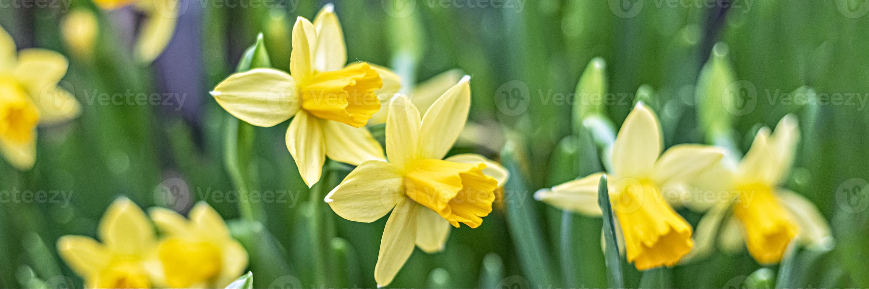 achtergrond van gele narcissen in de tuin. voorjaar. bloeiende bloemen. banier foto