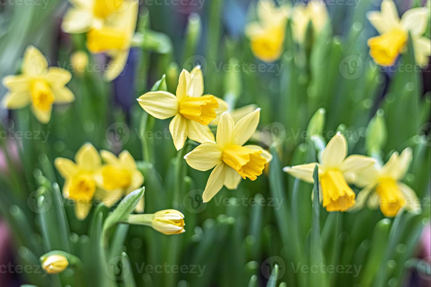 achtergrond van gele narcissen in de tuin. voorjaar. bloeiende bloemen. foto