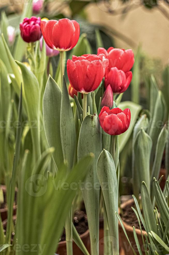 rode tulpen op een bloembed in de tuin. voorjaar. bloeiend foto