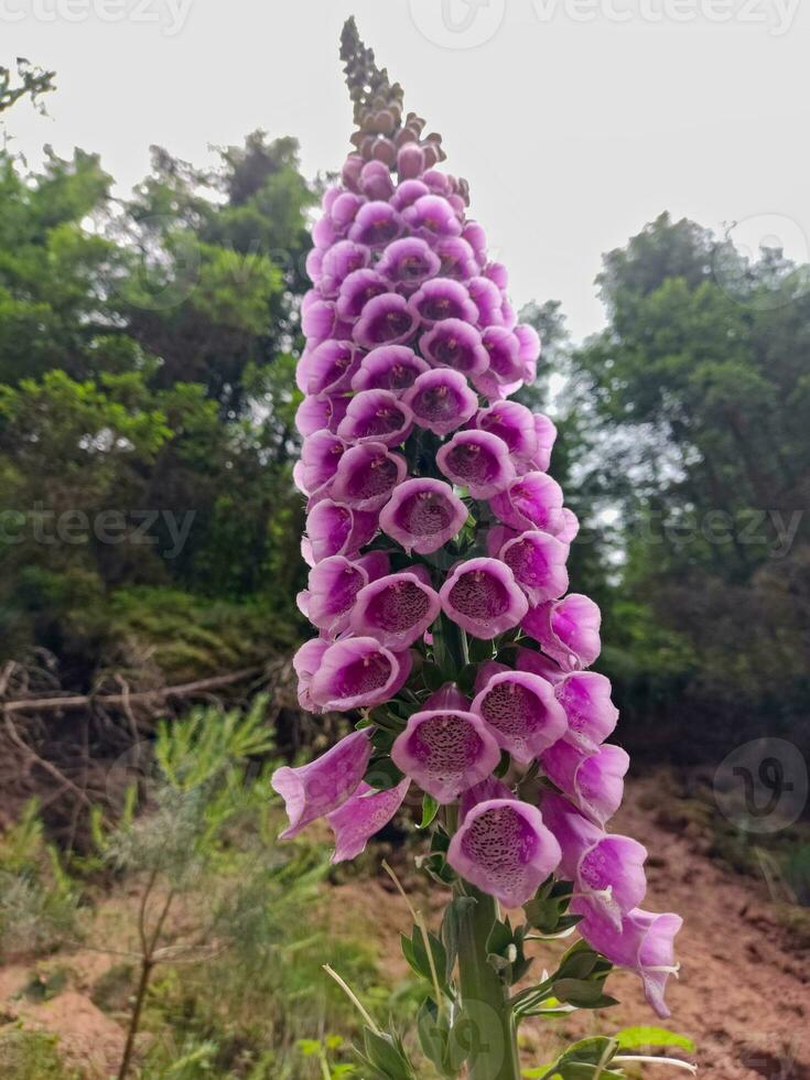 mooi bloeiend vingerhoedskruid bloem in de Woud foto