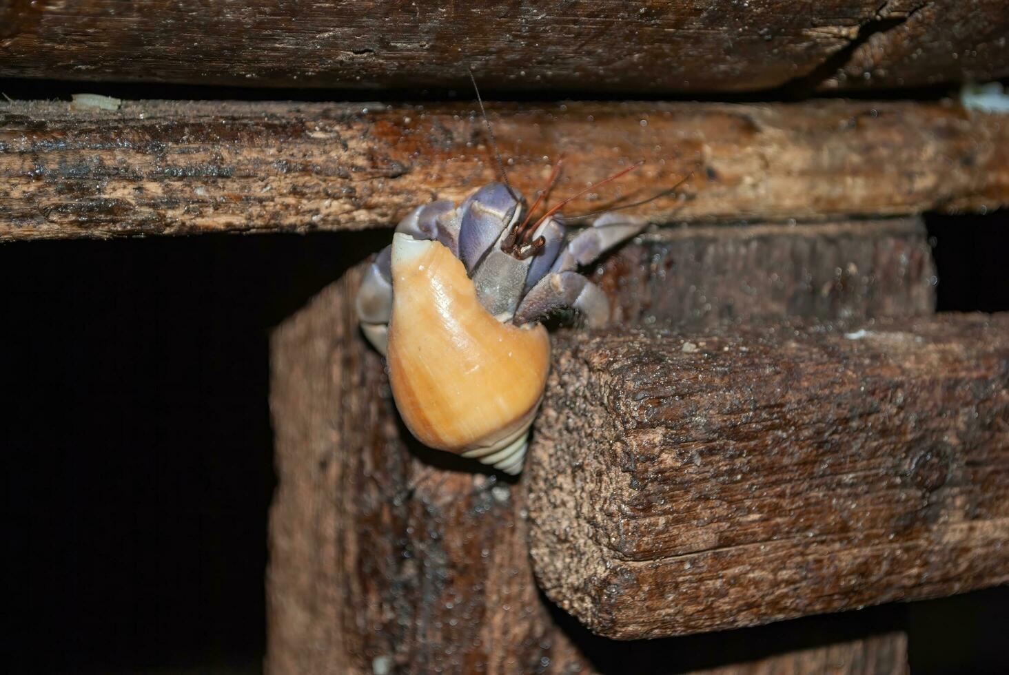 kokosnoot krab, land- kluizenaar krab Daar is een schelp achter haar rug, Purper lichaam, beklimming de hout Bij nacht foto