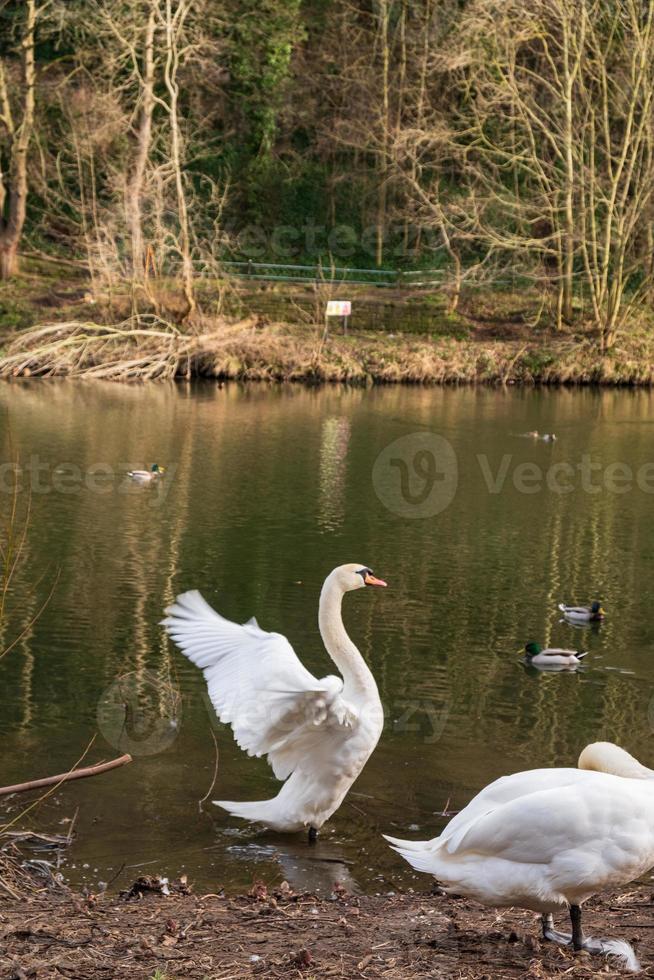 twee cygnus orol zwanen en zwemmende eenden in rivierkleding in durham, uk foto