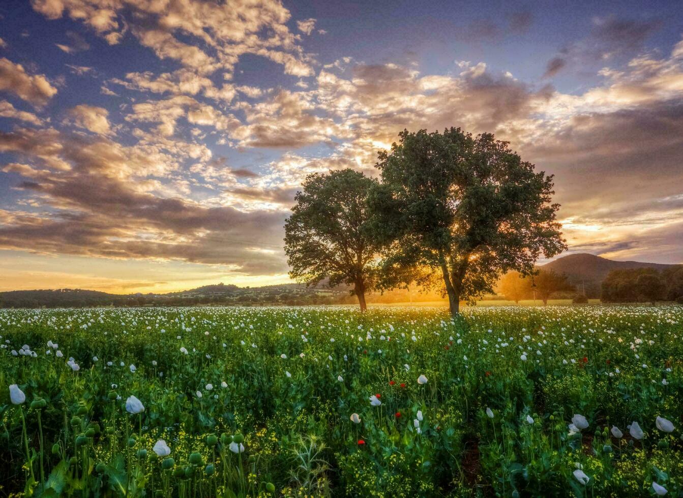 natuur groen landschap lucht achtergrond foto