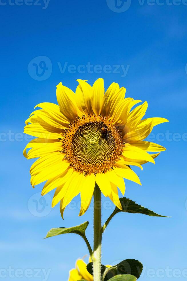 zonnebloem tegen Doorzichtig blauw lucht achtergrond foto