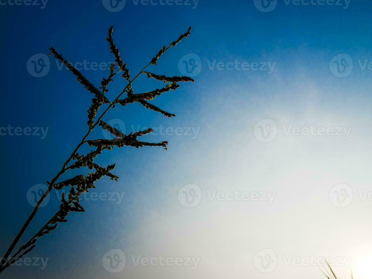 silhouet grasblad in kleurrijke avondlucht foto