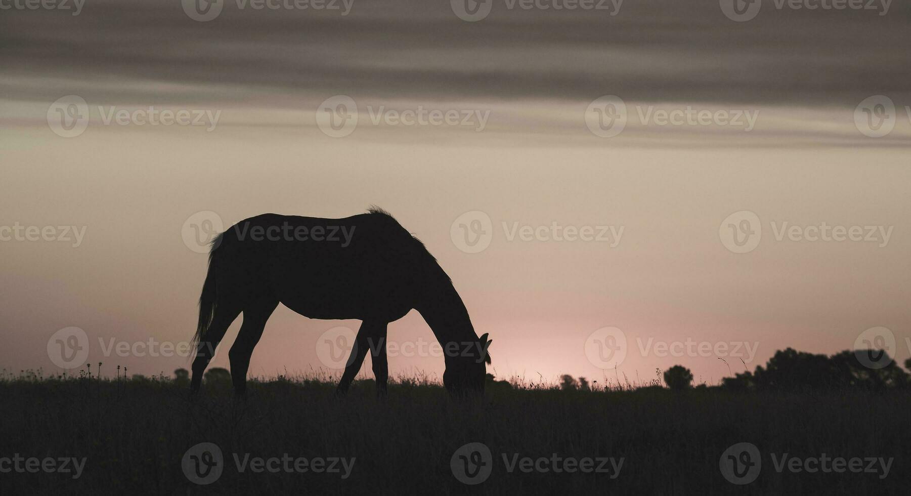 paard silhouet Bij zonsondergang, in de platteland, la pampa, Argentinië. foto