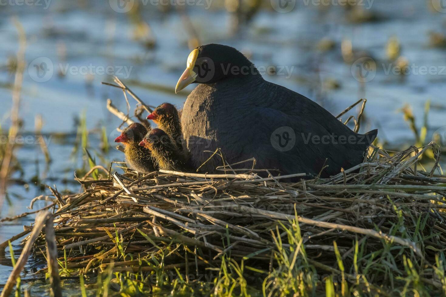 wit gevleugeld koet in haar nest met kuikens, la pampa, Argentinië foto