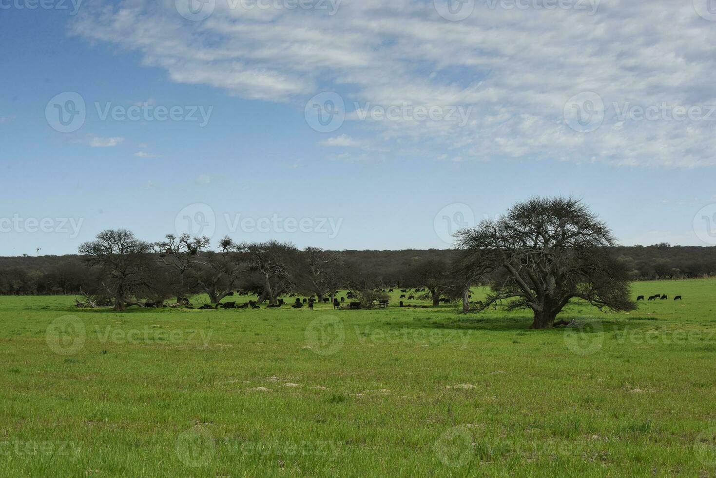 eenzaam boom in pampa landschap, la pampa provincie, Patagonië, Argentinië foto