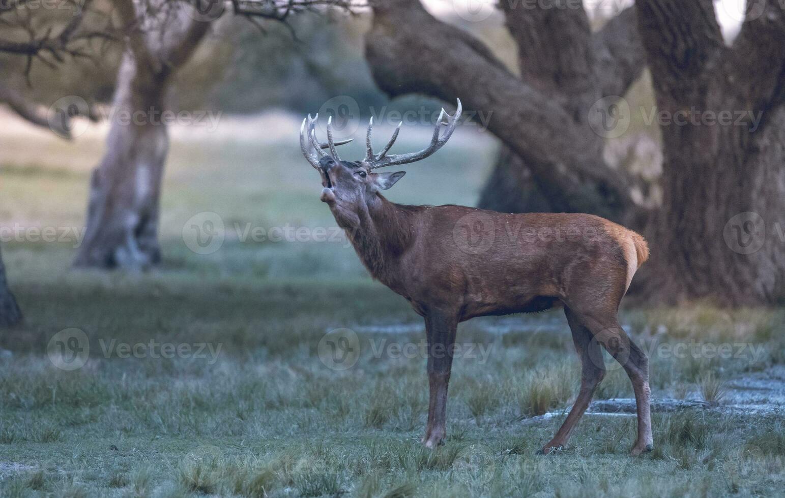 mannetje rood hert in la pampa, Argentinië, parque luro, natuur reserveren foto