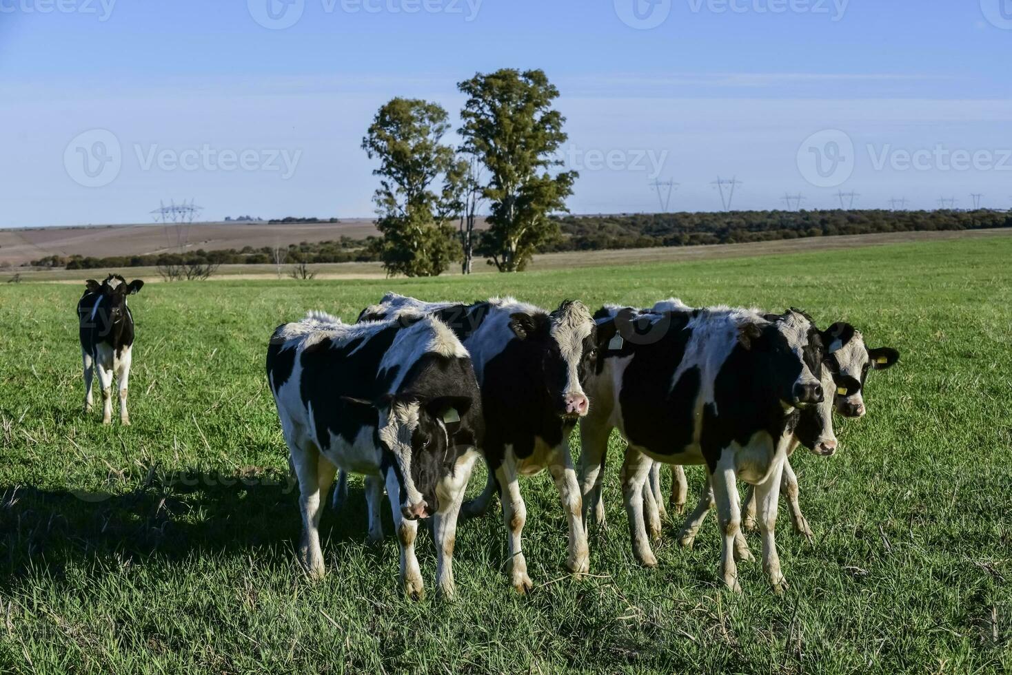 zuivel koe in pampa platteland, patagonië, argentinië foto