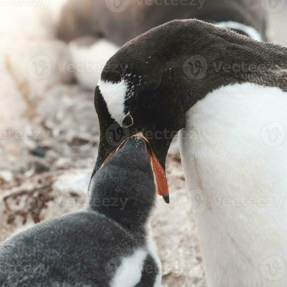 gentoo pinguïn Aan de strand, eten zijn kuiken, haven lockroy , goudier eiland, antartica foto