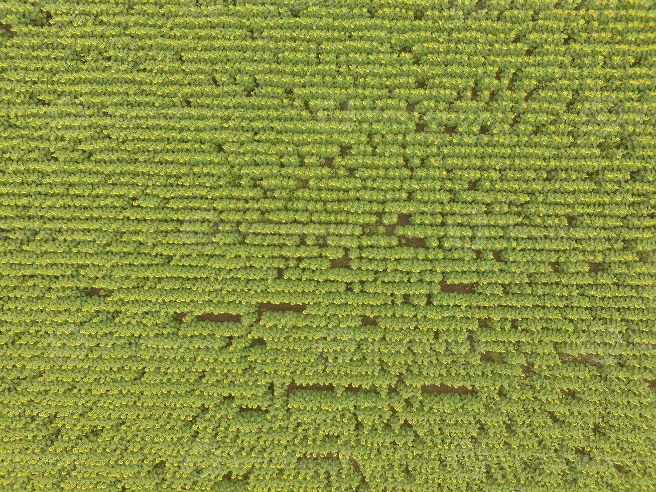 zonnebloem teelt, antenne visie, in pampa regio, Argentinië foto