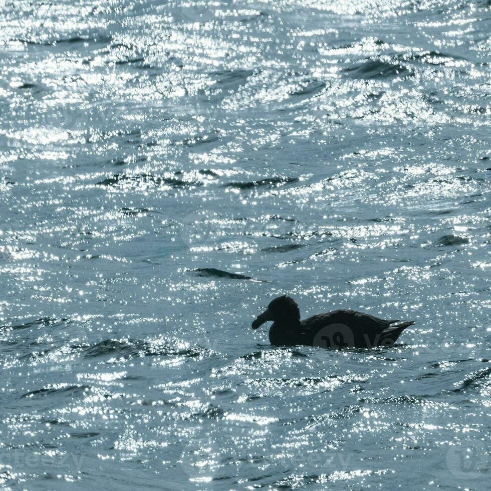 reusachtig stormvogel , schiereiland valdes, UNESCO wereld erfgoed plaats, chubut provincie, Patagonië, Argentinië. foto