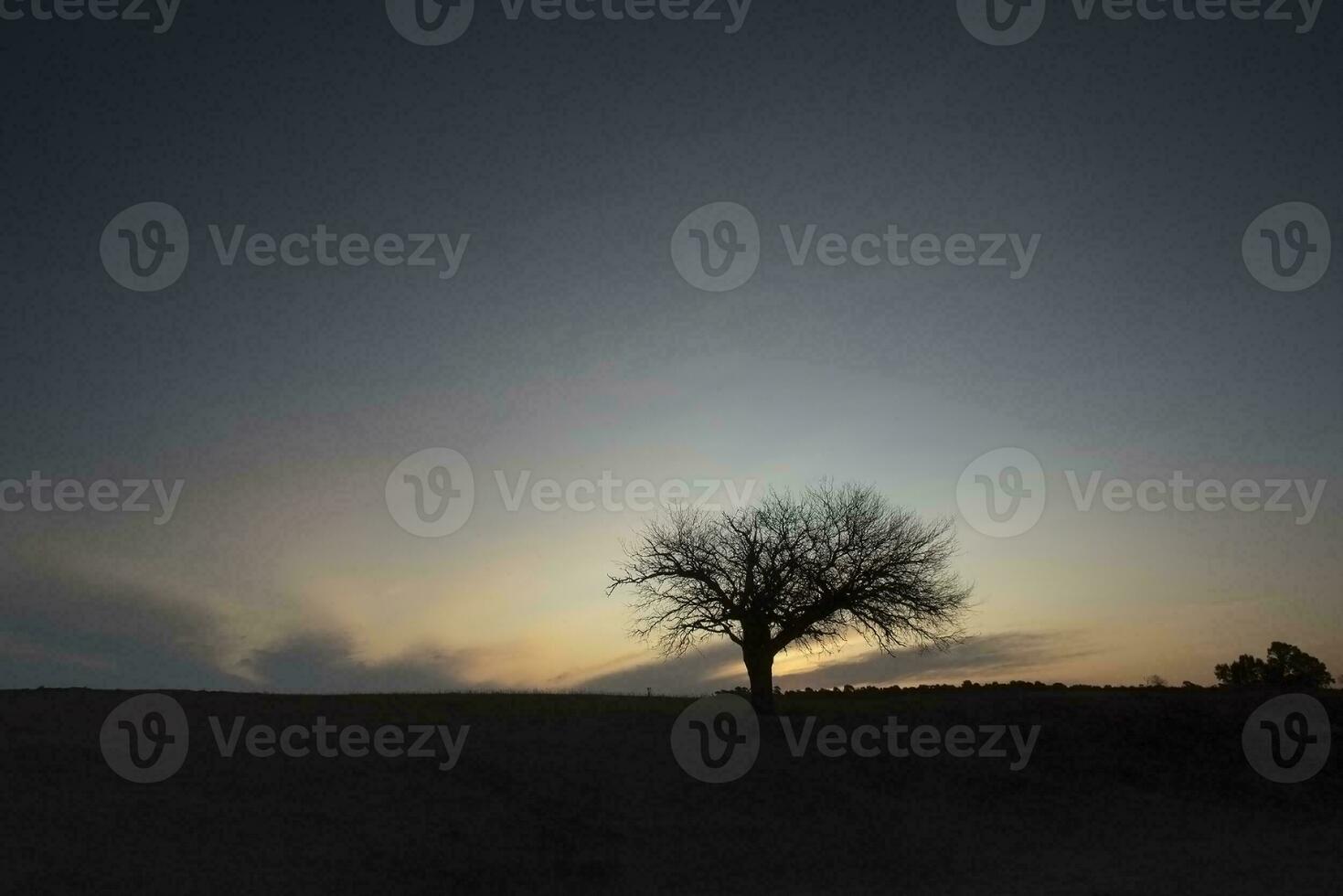 gebloeid veld- in de pampa vlak, la pampa provincie, Patagonië, Argentinië. foto