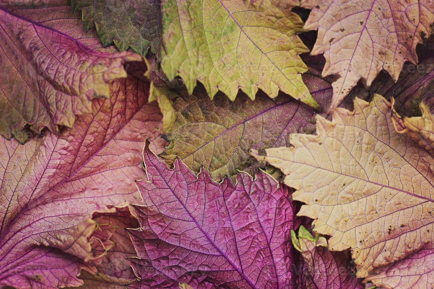 herfstbladeren - herfst achtergrond foto