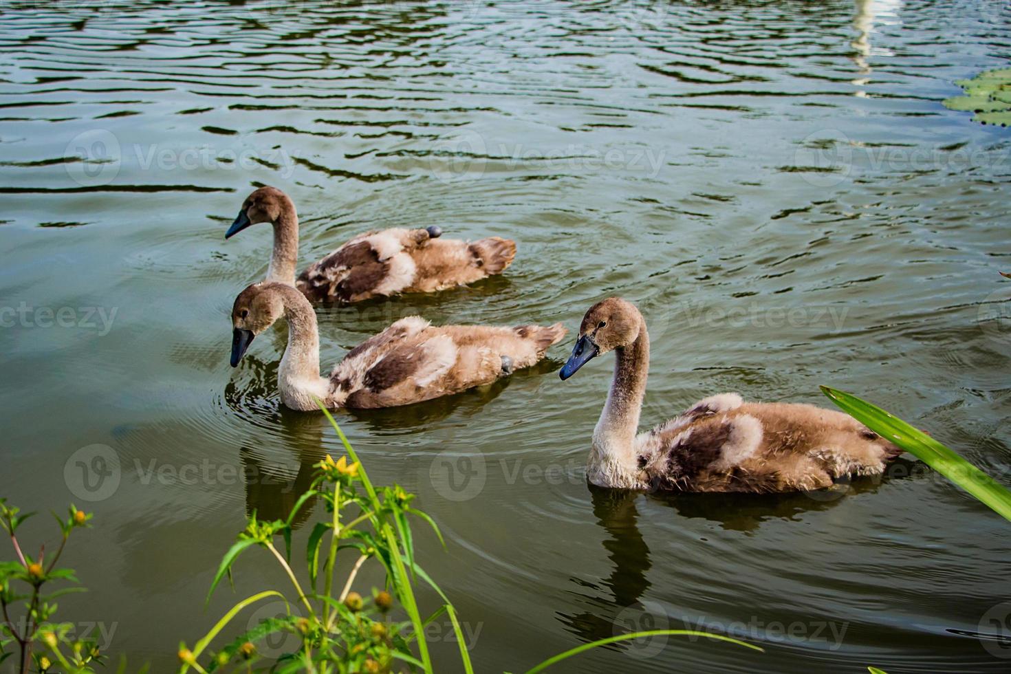 jonge zwanen zwemmen in de vijver in helder water. foto