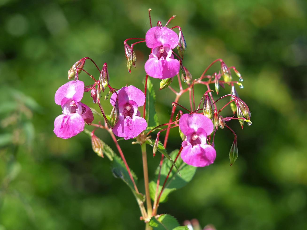 roze bloemen van Himalaya balsem impatiens glandulifera foto