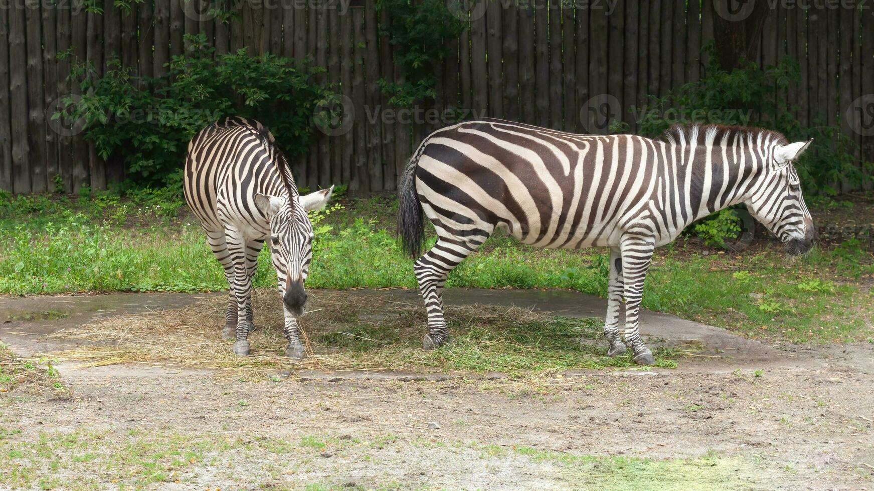 chapmans zebra, equus quagga chapmani, een ondersoorten van de burchellidae Afrikaanse herbivoor. foto