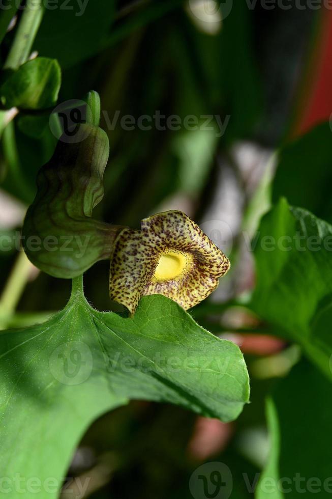 kleine sprinkhaan op een blad foto