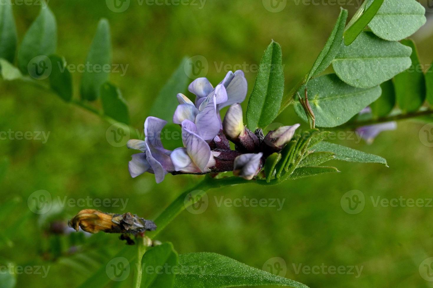 wild bloeiende weide plant foto