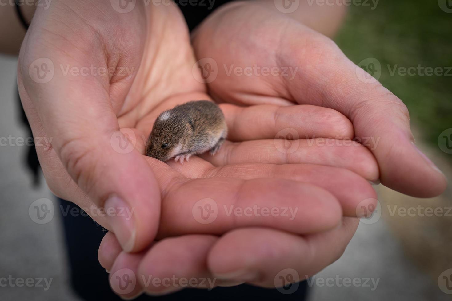 een kleine muis in de handen van een meisje foto