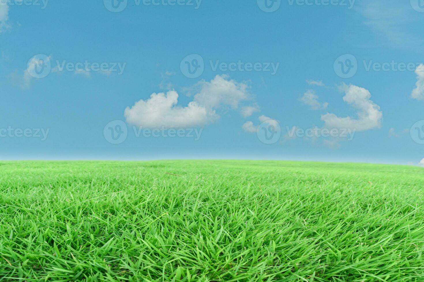 groen gras weide en blauw lucht achtergrond. natuurlijk veld- landschap foto