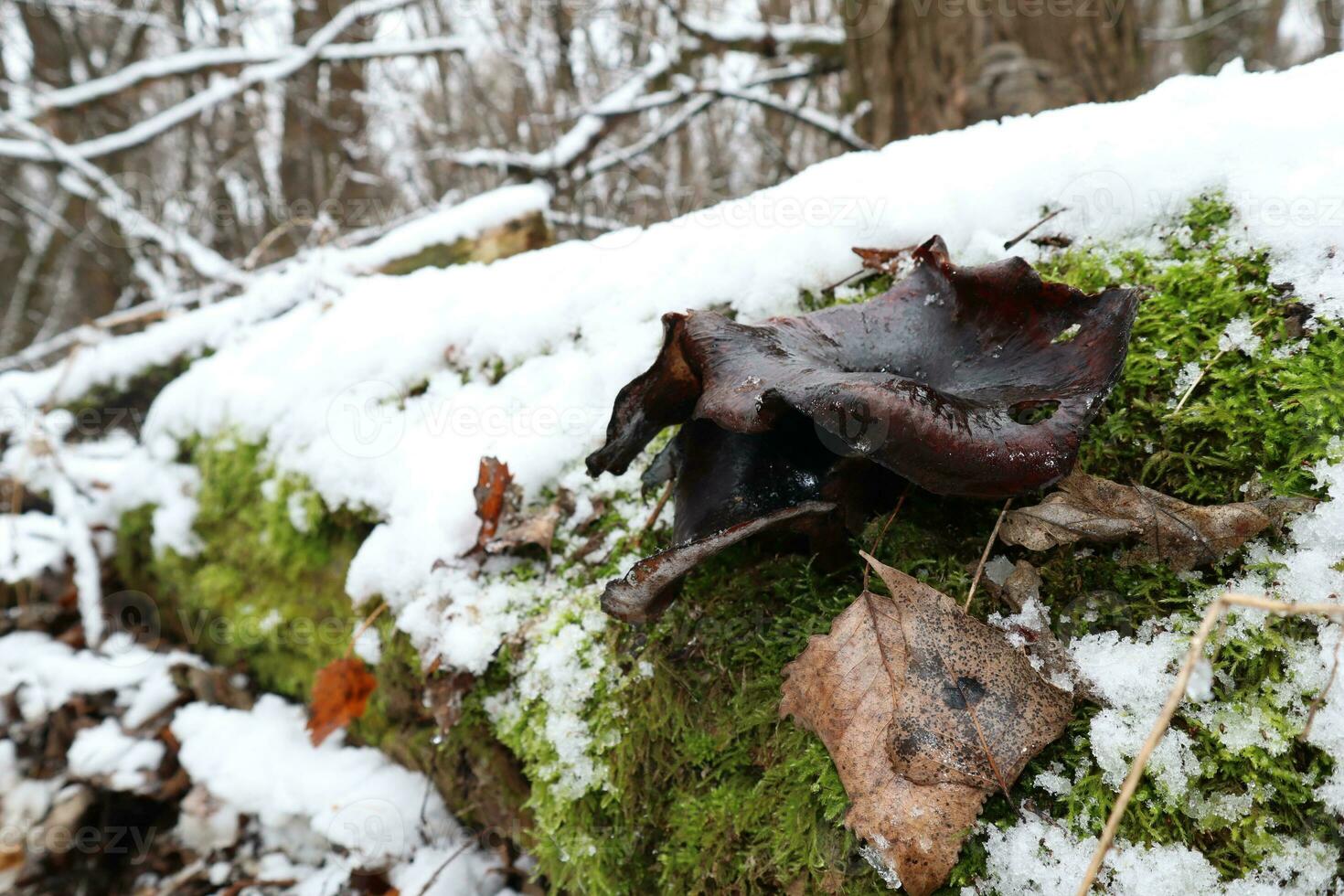 polyporus badius in winter Woud foto