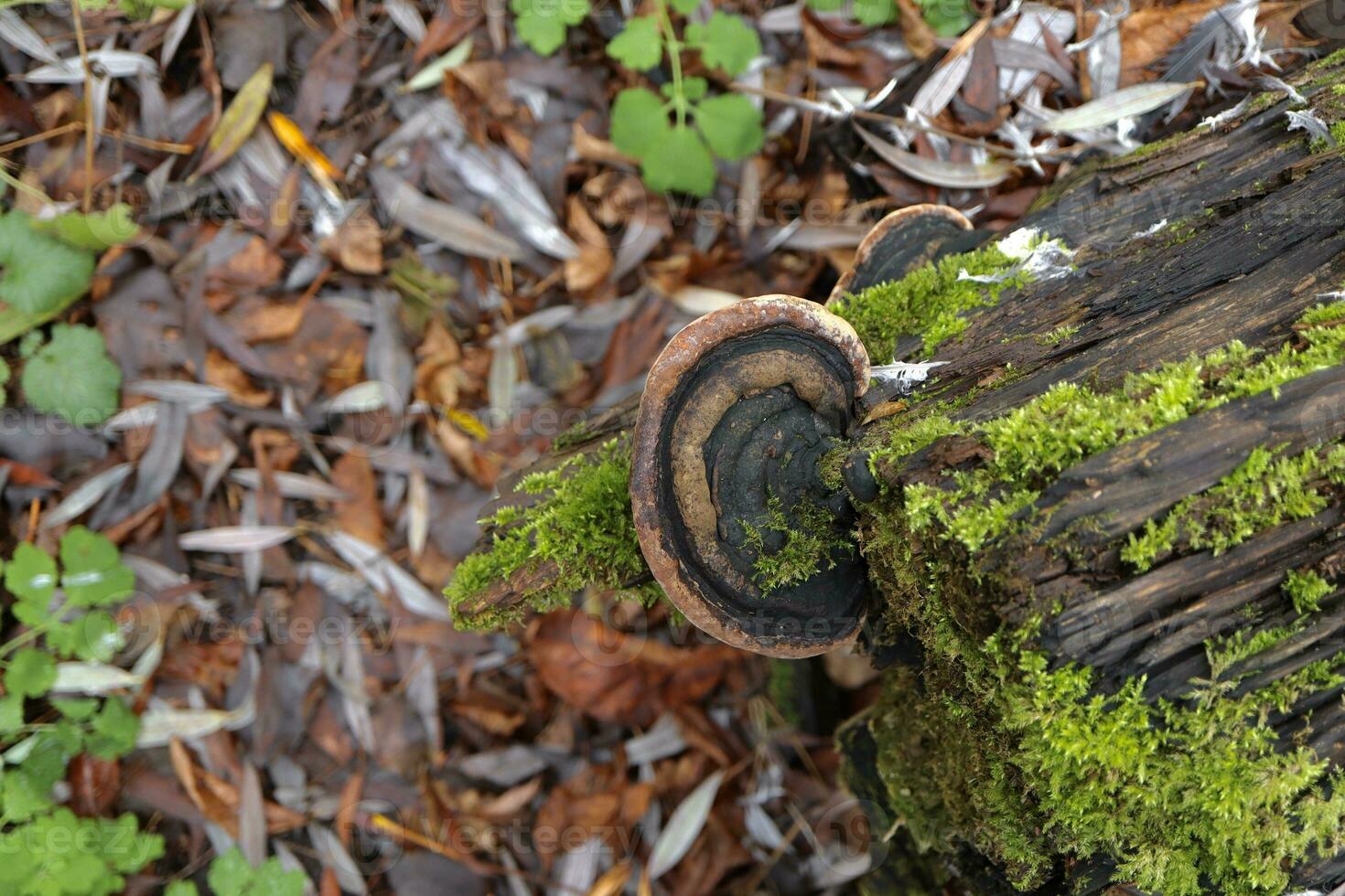 Tondel schimmel in herfst Woud, herfst bladeren foto