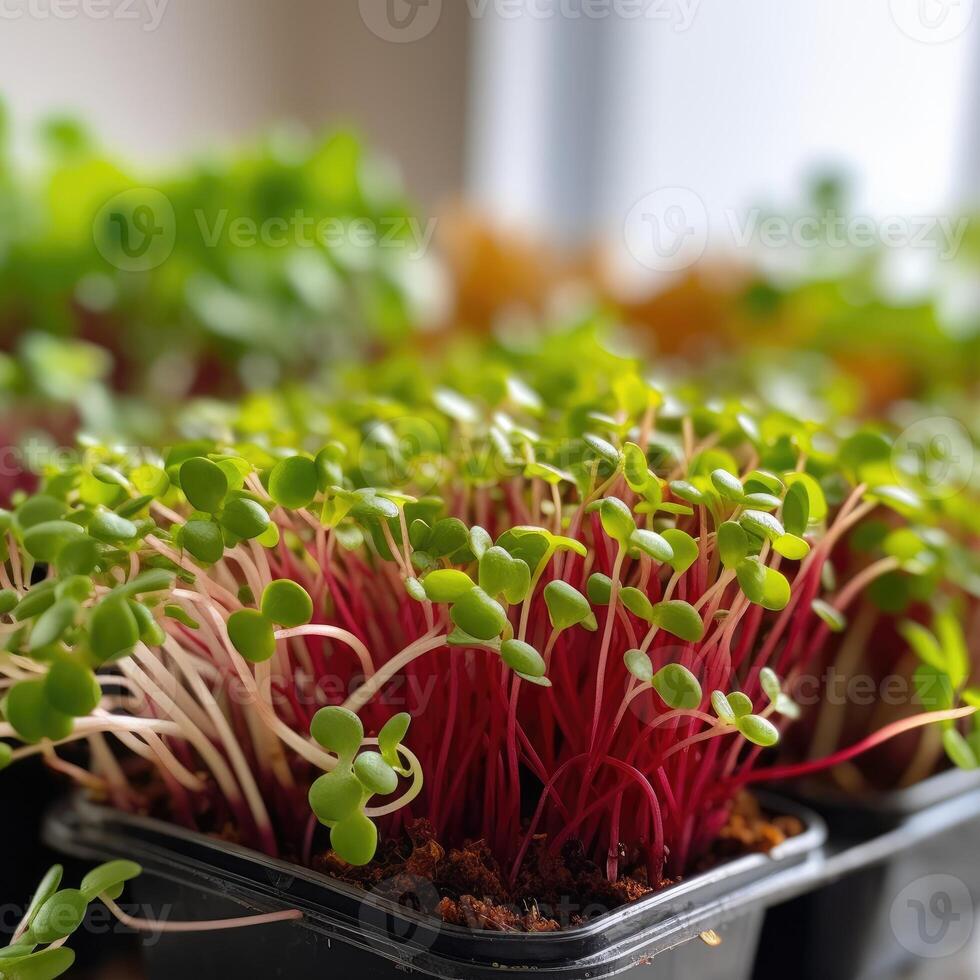 microgroen boerderij. de microgroen in plastic dienbladen. generatief ai foto