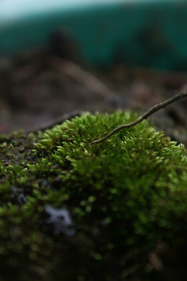 dichtbij omhoog van een Afdeling Aan de schors van een boom in de Woud, klein fabriek groeit Aan de schors van een boom, rups- Aan een blad in de tuin in de natuur. foto