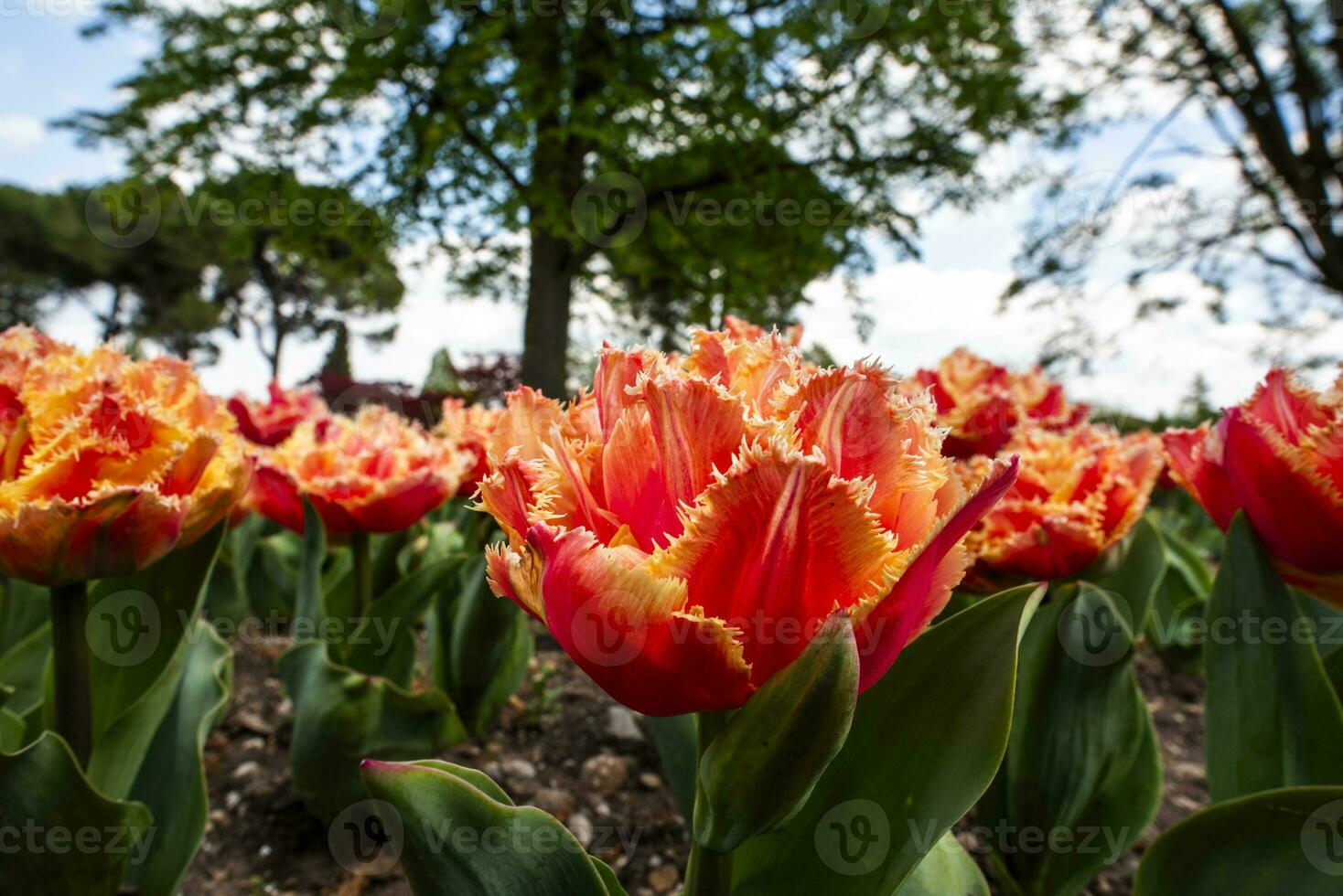 2023 04 09 parco sigurta tulipa gesneriana 9 foto