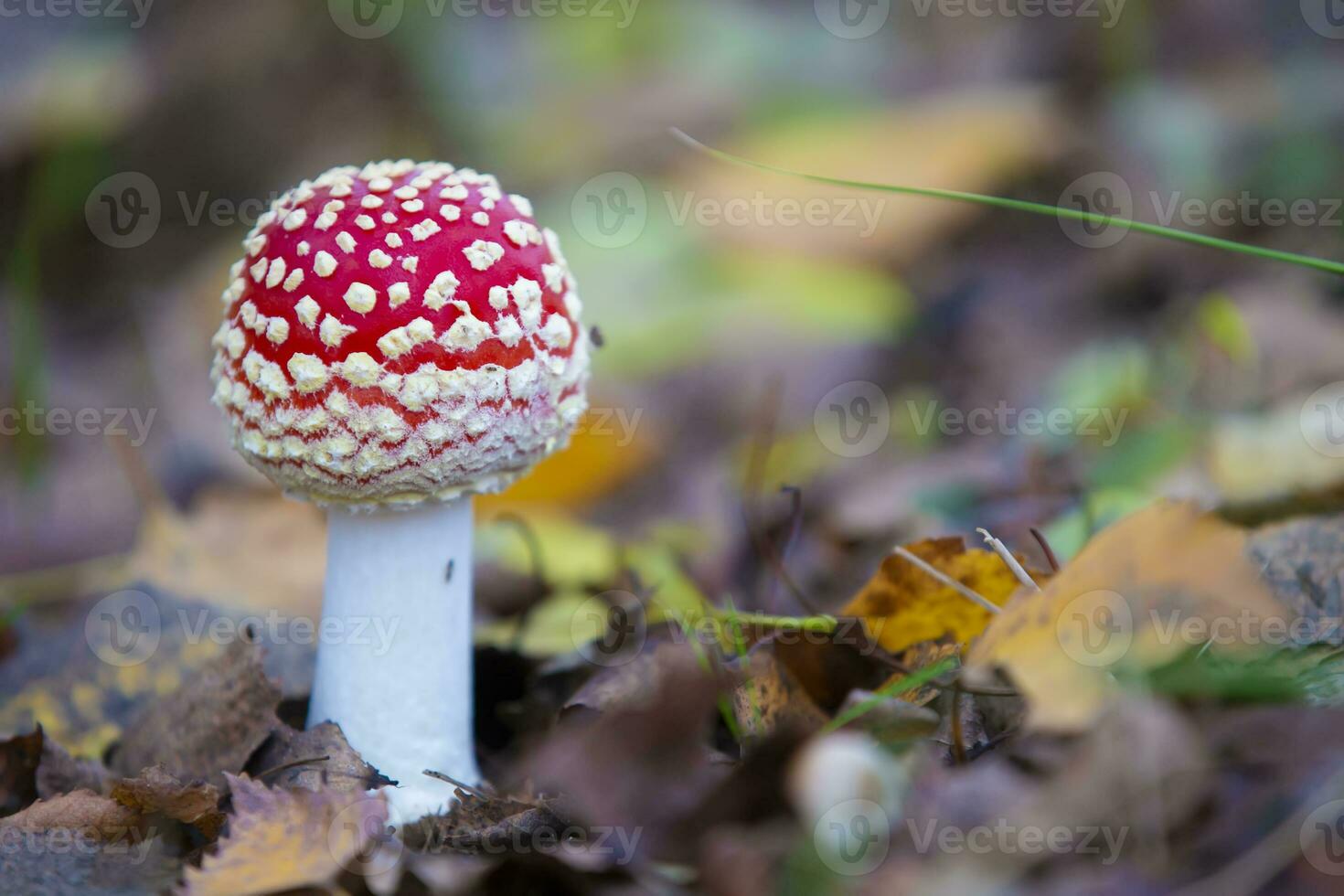 mooi vlieg agaric met wit dots Aan een Woud achtergrond. foto