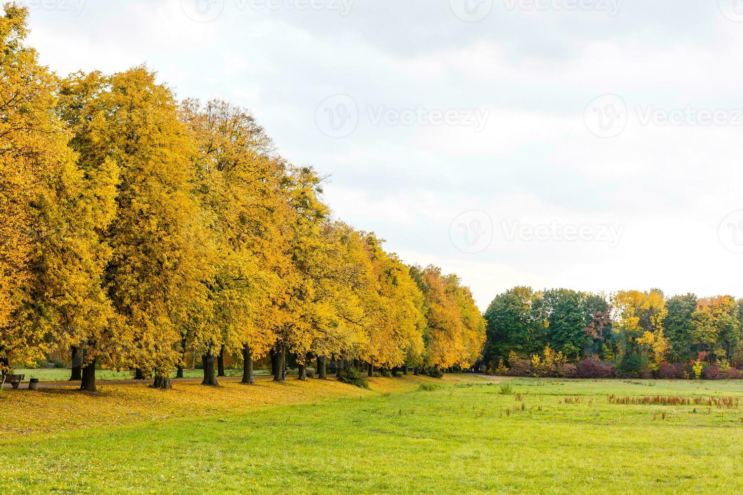 herfst bladeren onder een groot boom in de vallen foto