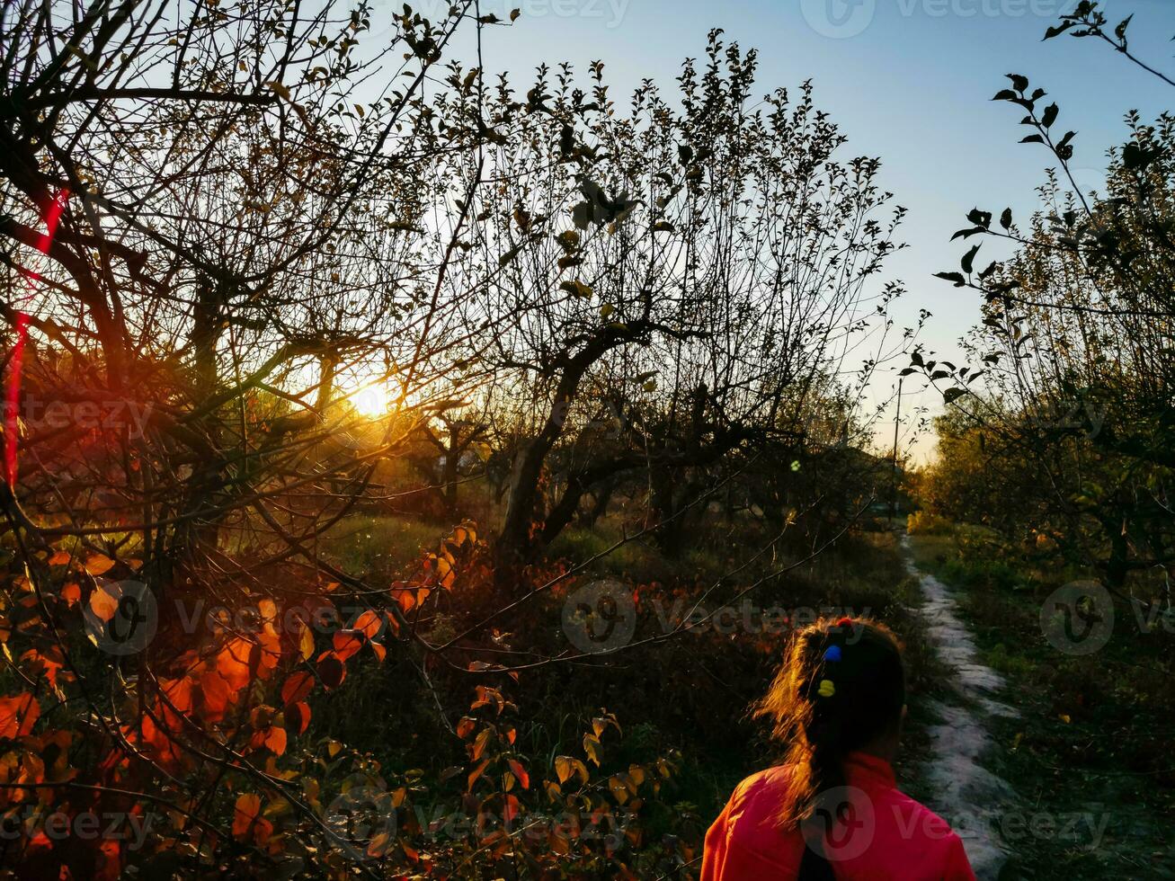 zon schijnend door de bomen Aan een pad in een gouden Woud landschap instelling gedurende de herfst seizoen. foto