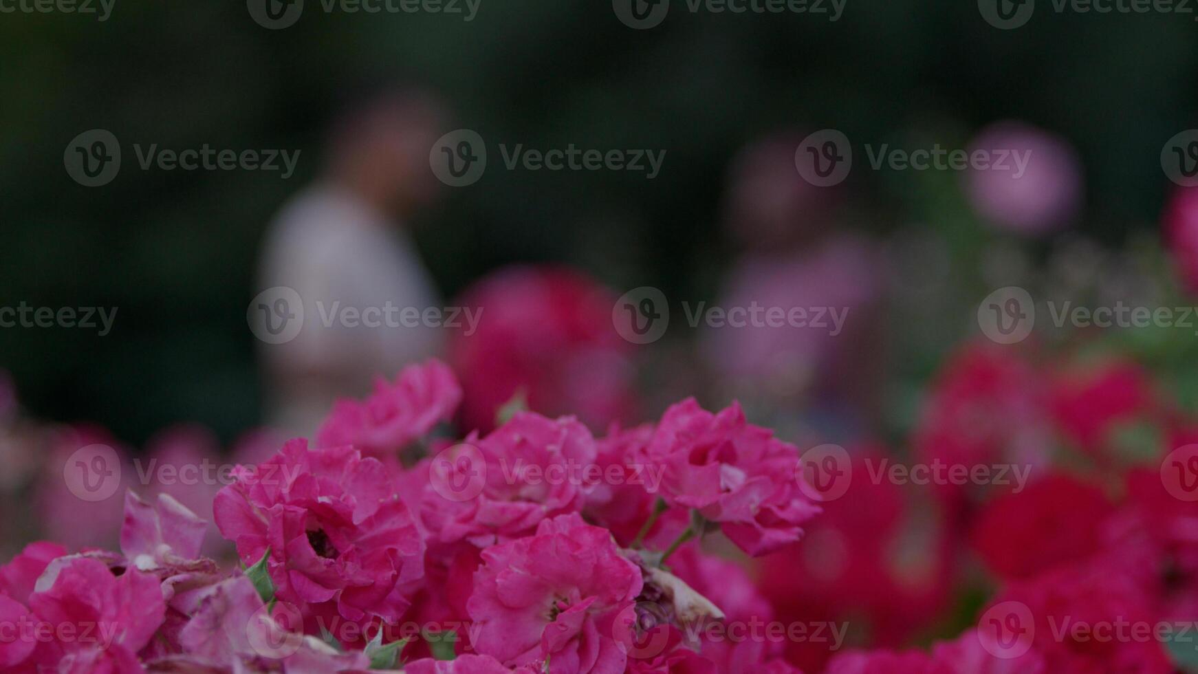 close-up van roze bloemen in park foto